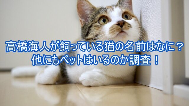 高橋海人 猫 名前